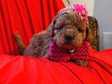 Safkan Toy Poodle Yavrularimiz
