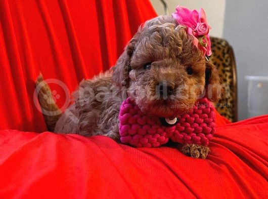 Safkan Toy Poodle Yavrularimiz