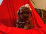 Safkan Toy Poodle Yavrularimiz