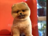 İrk Ve Saglik Garantili Pomeranian Boo Yavrularimiz
