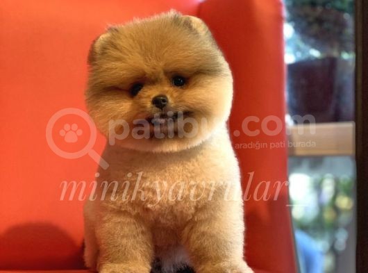 İrk Ve Saglik Garantili Pomeranian Boo Yavrularimiz görsel