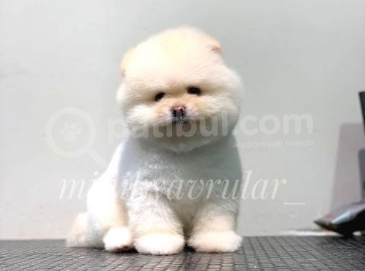 Orjinal Pomeranian Boo Yavrularımız