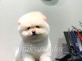 Orjinal Pomeranian Boo Yavrularımız