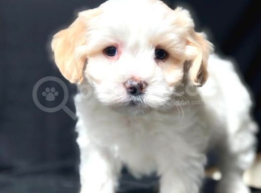 Özel Üretim Maltipoo görsel