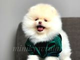 Teddy Face Pomeranian Yavrularimiz