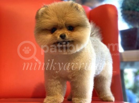 İrk Ve Saglik Garantili Pomeranian Boo Yavrularimiz