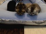 Scottish fold british yavrular