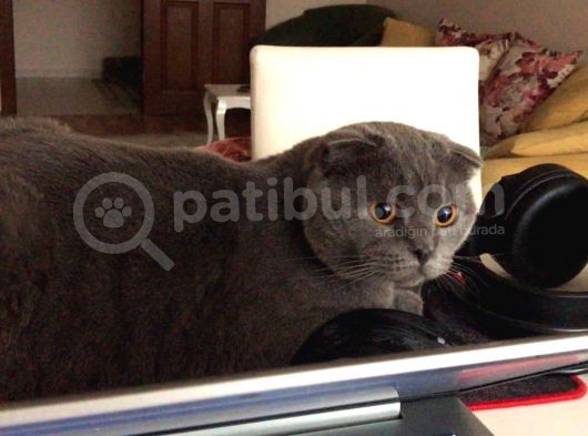 Anne British Baba Scotish Safkan Yavrularımız Rezerveye Açıktır görsel