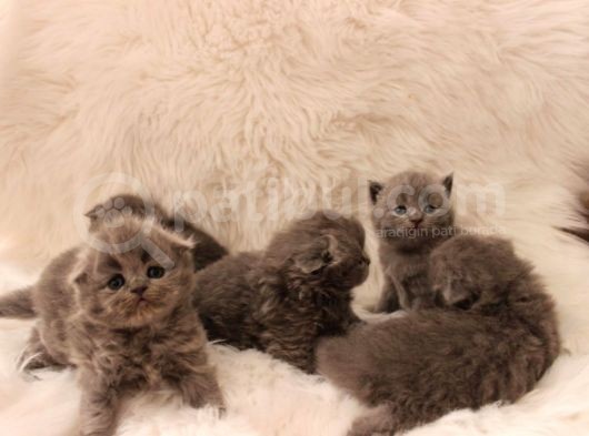 Scottish Fold Yavru 2 Aydan Küçükler
