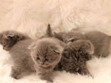 Scottish Fold Yavru 2 Aydan Küçükler
