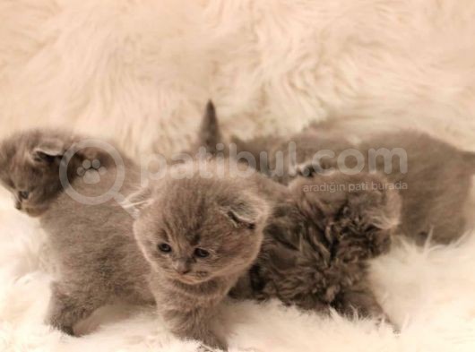 Scottish Fold Yavru 2 Aydan Küçükler görsel