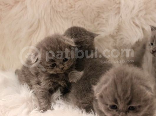 Scottish Fold Yavru 2 Aydan Küçükler görsel
