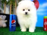 Afacan Pofuduk Disi Köpek