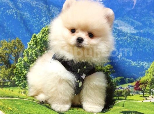 Pomeranian Boo Teddy Bear Yavrular görsel