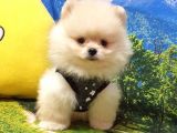 Pomeranian Boo Teddy Bear Yavrular