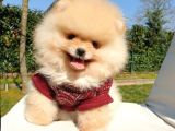 Pomeranian Boo Teddy Bear Yavrular