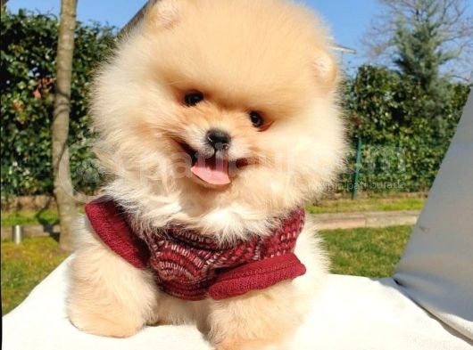 Pomeranian Boo Teddy Bear Yavrular görsel