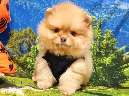 Orjinal Pomeranian Boo Yavrularımız görsel