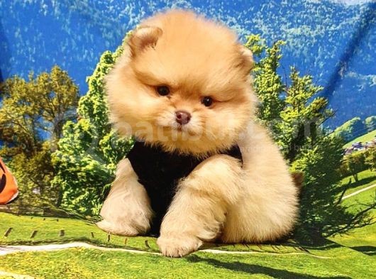 Orjinal Pomeranian Boo Yavrularımız görsel
