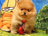 Pomeranian Boo Teddy Bear Yavrular