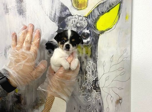 Muhteşem Kalite Teacup Chihuahua Yavrularımız görsel