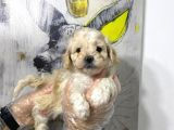 Satilik Muhteşem Kali̇te Malti̇poo Yavrulari