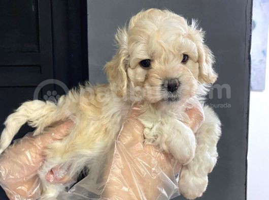 Satilik Muhteşem Kali̇te Malti̇poo Yavrulari görsel