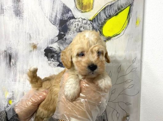 Mükemmel Kali̇te Malti̇poo Bebekleri̇mi̇z görsel