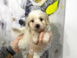 Satilik Mükemmel Renk Malti̇poo Yavrulari