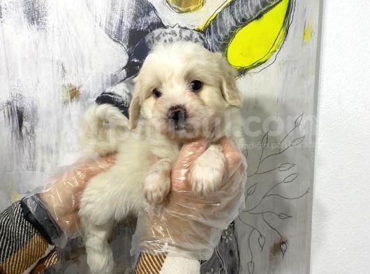 Satilik Mükemmel Renk Malti̇poo Yavrulari görsel