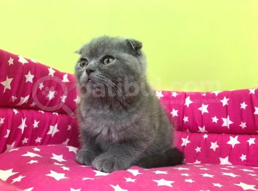 Koca Kafa Scotti̇shfold Oğlumuz görsel