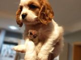 Orjinal Küt Burun Cavalier King Charles Spaniel