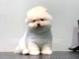 Orjinal Pomeranian Yavrularımız