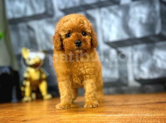 Tüy Dökülmesi  Olmayan Toy Poodle Yavrularımız görsel