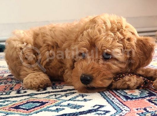 Dark Apricot Toy Poodle Erkek Yavru görsel