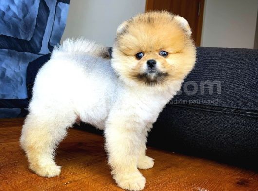 Tüy Dökülmesi Az Olan Pomeranian Yavrularımız görsel
