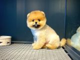 Tüy Dökülmesi Az Olan Pomeranian Yavrularımız