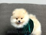 Irk Ve Sağlık Garantili Pomeranian Yavrularımız
