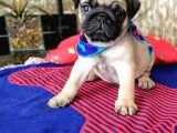 Pug Yavruları