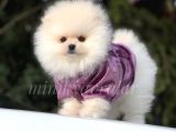 Orjinal Ayi Surat Pomeranian Yavrularimiz