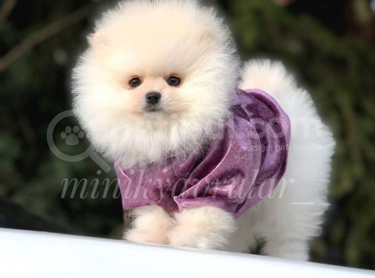 Orjinal Ayi Surat Pomeranian Yavrularimiz