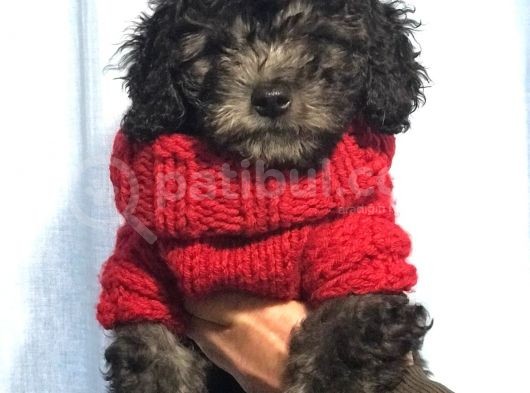 Silver Gümüş Renk Dişi Toy Poodle Yavrumuz görsel