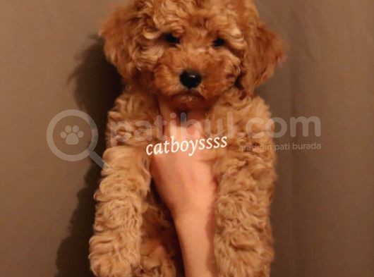 Koyu Kayısı Renk Toy Poodle Erkek Yavrumuz