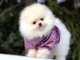Orjinal Ayi Surat Pomeranian Yavrularimiz