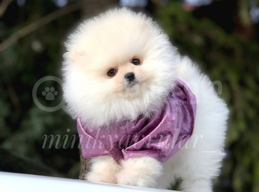Orjinal Ayi Surat Pomeranian Yavrularimiz görsel
