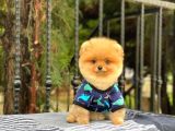 Sahibinden Orjinal Pomeranian Boo
