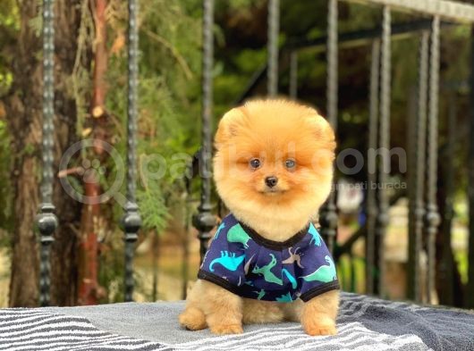 Sahibinden Orjinal Pomeranian Boo görsel