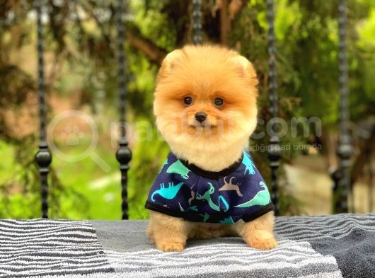 Sahibinden Orjinal Pomeranian Boo görsel