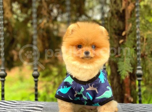 Sahibinden Orjinal Pomeranian Boo