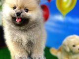 Teddyface Ayı Surat Pomeranian Boo Safkan Kızımız